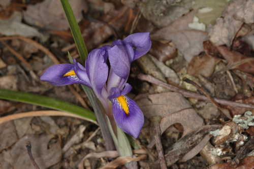 Iris verna #9